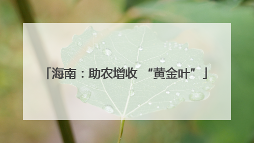 海南：助农增收 “黄金叶”